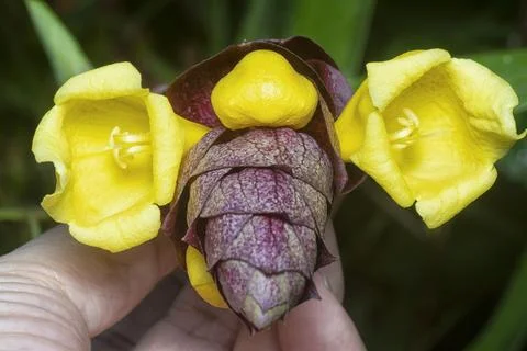 Gmelina philippensis 스톡 사진