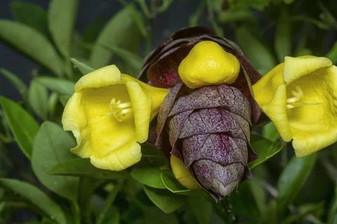 Gmelina philippensis Stock Photos