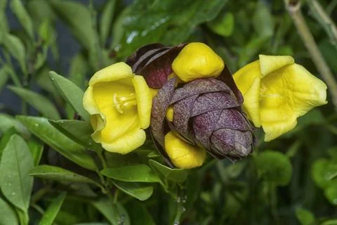 Gmelina philippensis Stock Photos