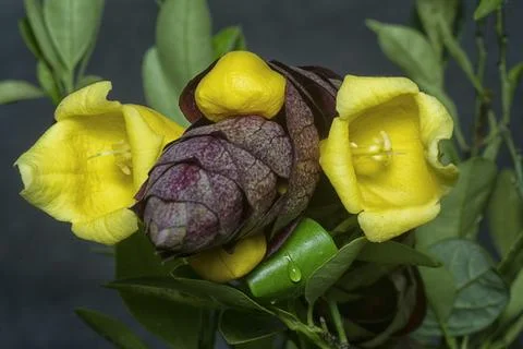 Gmelina philippensis 스톡 사진