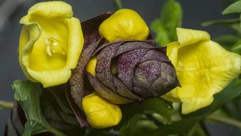Gmelina philippensis Stock Photos
