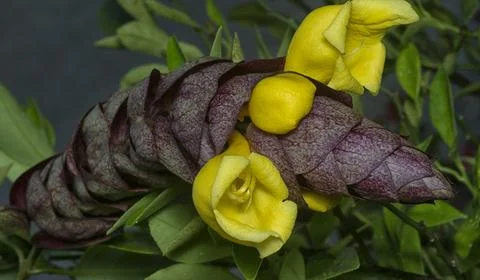 Gmelina philippensis 스톡 사진