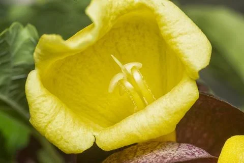 Gmelina philippensis Stock Photos