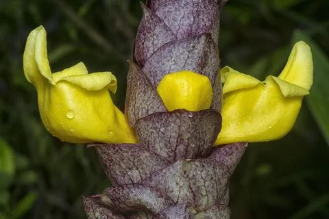Gmelina philippensis Stock Photos