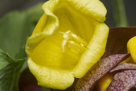 Gmelina philippensis Stock Photos