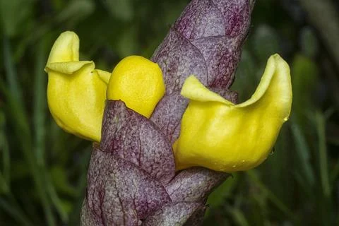 Gmelina philippensis 스톡 사진