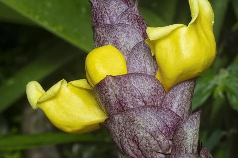 Gmelina philippensis Stock Photos