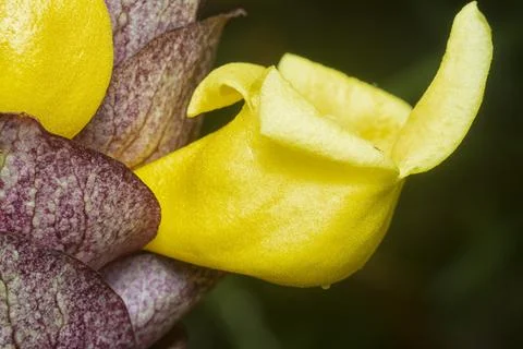 Gmelina philippensis Stock Photos