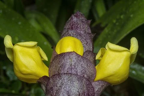 Gmelina philippensis Stock Photos
