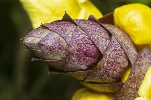 Gmelina philippensis Stock Photos