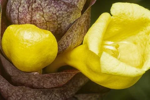 Gmelina philippensis Stock Photos
