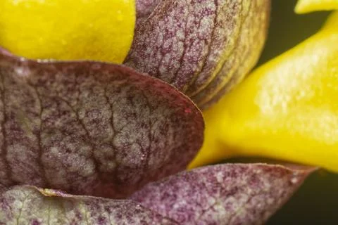 Gmelina philippensis Stock Photos