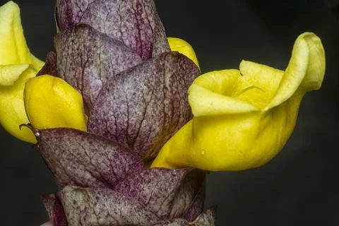 Gmelina philippensis Stock Photos