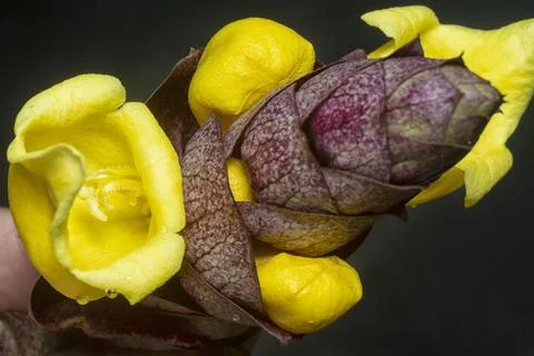 Gmelina philippensis Stock Photos