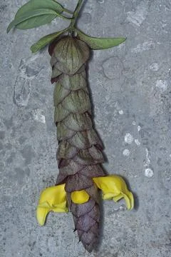 Gmelina philippensis 스톡 사진