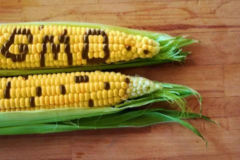 Gmo corn Stock Photos