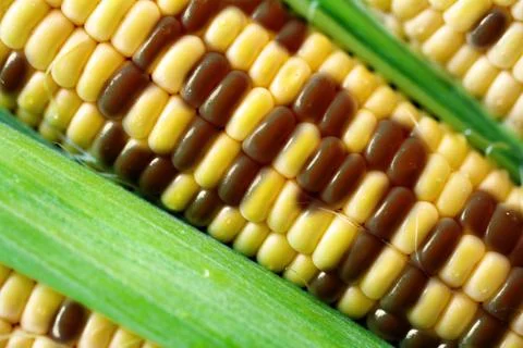 Gmo corn Stock Photos