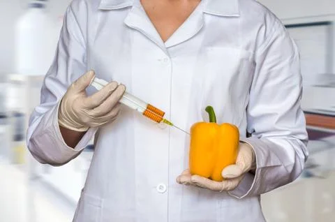 GMO experiment: Scientist injecting liquid from syringe into yellow pepper Stock Photos