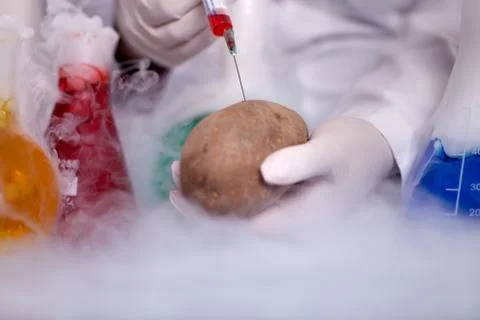 GMO experiment scientist injecting liquid in potato Stock Photos