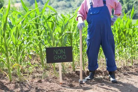 GMO free maize field Stock Photos