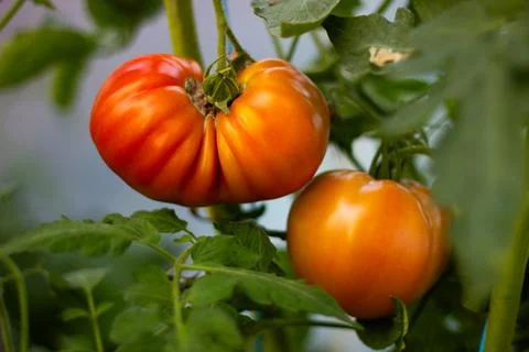 GMO free tomatoes Stock Photos