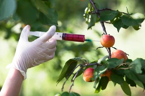 Gmo fruit Stock Photos