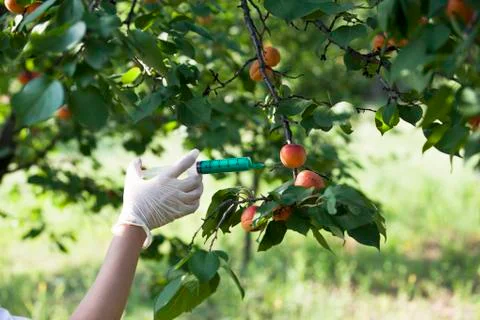 Gmo fruit Foto stock