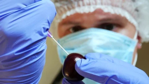 GMO Injection With Syringe In Apple By Hands In Blue Gloves Stock Footage