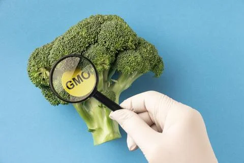 Gmo modified broccoli top view 1 Stock Photos