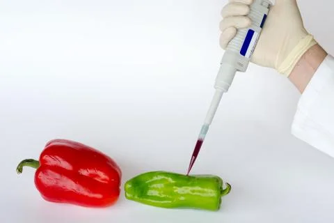 GMO peppers Stock Photos