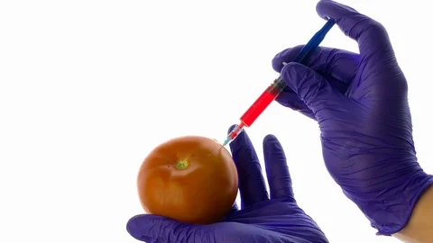 GMO. Pouring injection Chemist injecting tomato with pesticides after the tomato 스톡 동영상 116097570
