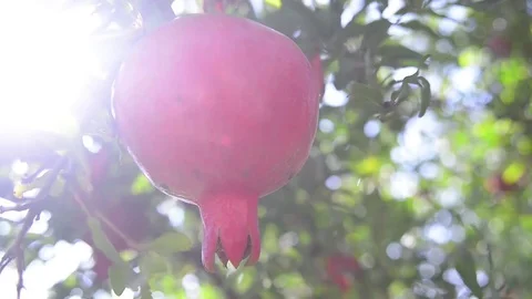 Gmproductions Stock Footage 81026263