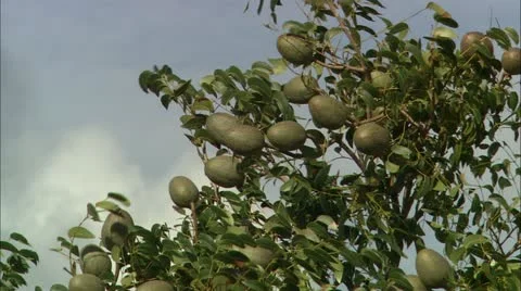 Gna fruit2 Stock Footage 22642037