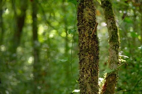 Gnarled and textured tree trunks in sunlit green forest Stock Photos