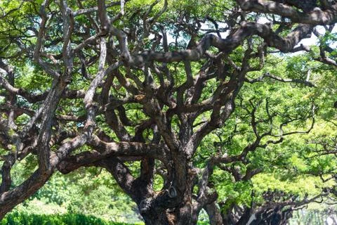 Gnarled and twisted branches of a monkeypod tree Stock Photos