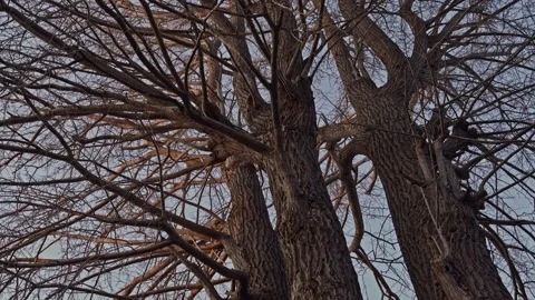 Gnarled Bare Winter Tree Trunks and Spreading Branches Against Pale Cold Sky Stock Footage 338398542