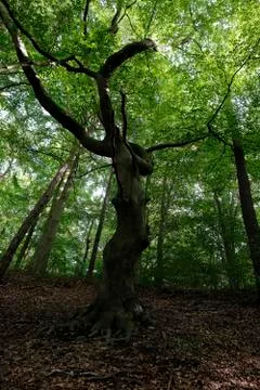 Gnarled beech against the sky Photos