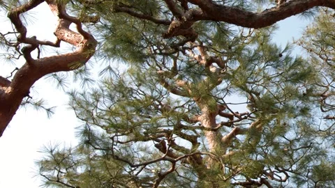 Gnarled Branches of a Japanese Pine Tree Against a Clear Blue Sky Stock Footage 335799695