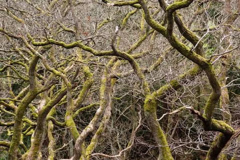 Gnarled branches of many trees Close up shot of interwoven branches of win... Foto stock