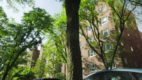 Gnarled brown knots of tree roots lead to a tall thick tree amongst red bric Stock Footage 242306699