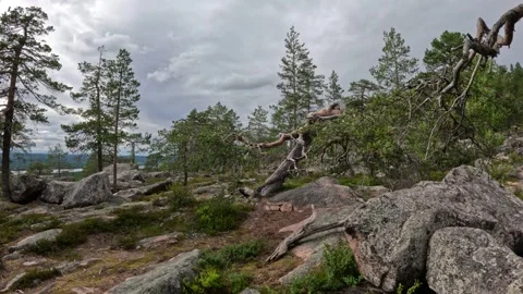 Gnarled dead pine tree on rocky hilltop in Lapland Finland Stock Footage 340653417