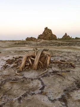 Gnarled dead tree roots lie on the cracked salt flat near distant chimney r.. Stock Photos