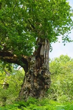 Gnarled decaying ancient oak tree in Sherwood Forest. Stockfoto's