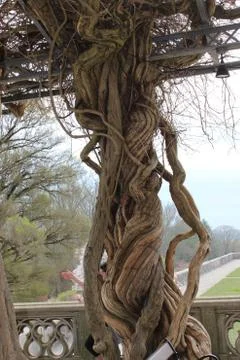 A Gnarled, Dry Tree Stock Photos
