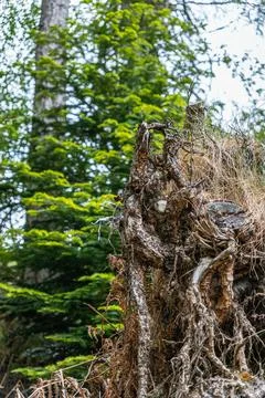 Gnarled exposed tree roots in a forest Stock Photos