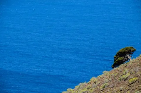 Gnarled Juniper Tree Shaped By The Wind Foto stock