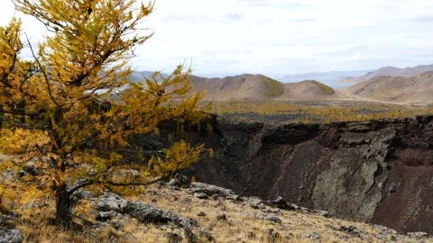 Gnarled larch against the backdrop of a volcanic crater. Stock Footage 234966340