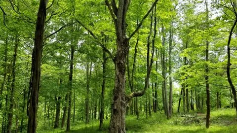 Gnarled Maple in Forest in Spring Stock Photos