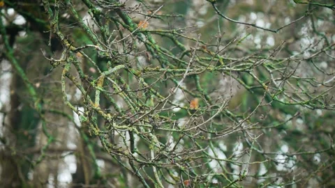 Gnarled moss covered branches intertwining in ancient forest canopy. Tangled Stock Footage 329771007