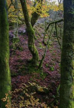 A gnarled  mossy tree framed by two trunks Stock Photos